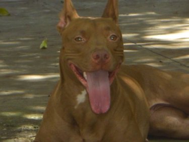 Kira, un ejemplar American Pitbull Terrier. 